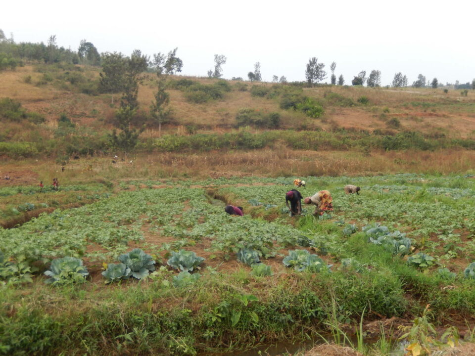 Farmers working in a field